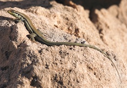 Troodos Lizard